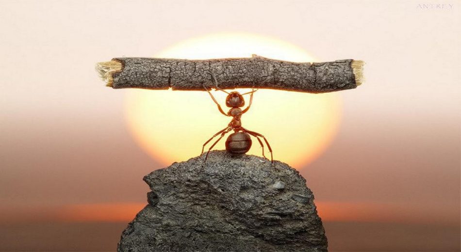 graphic of ant lifting object above his head discipline