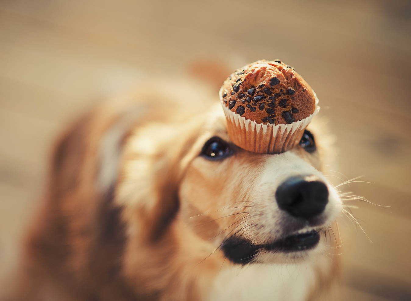 Dog with a cupcake on his head discipline