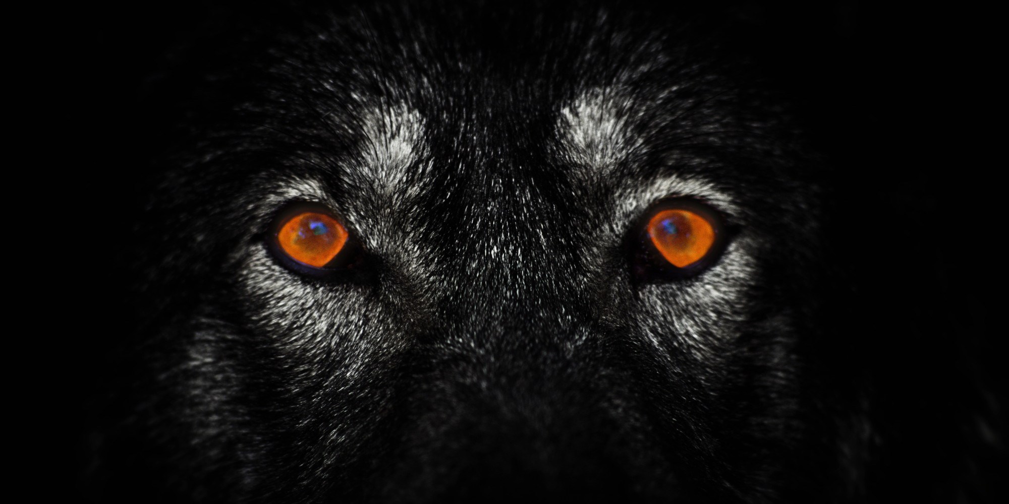 Are You a Lone Wolf?