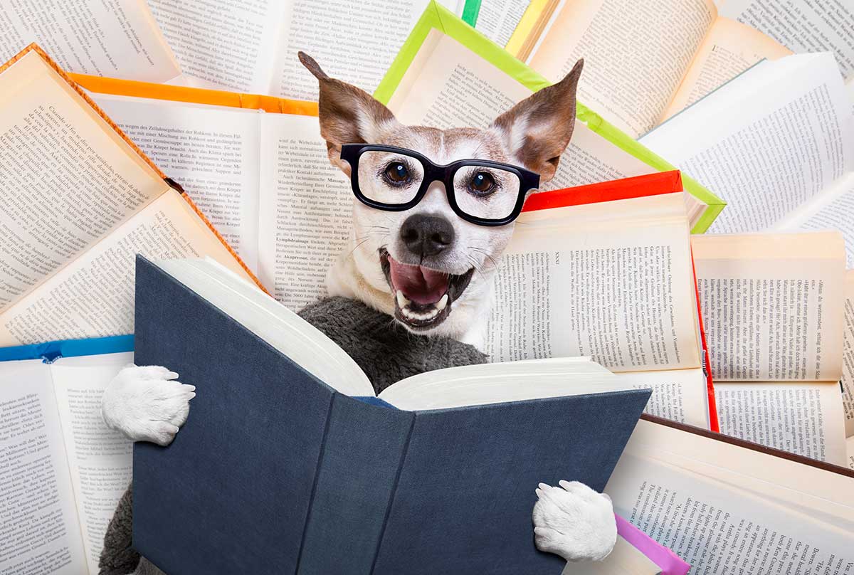 Book Dog