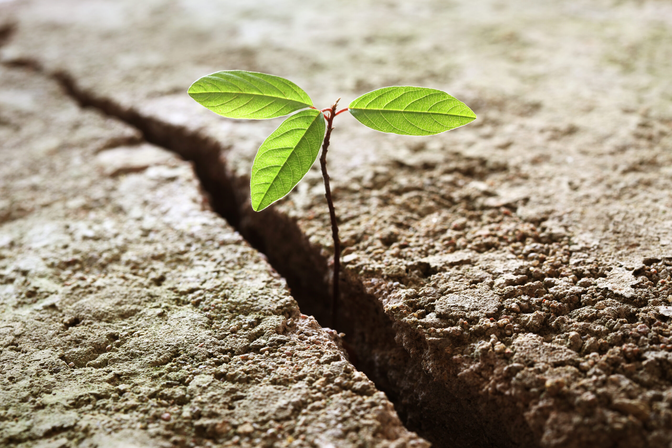 A small plant is growing through a crack in the pavement. [Don't Give Up on Your Donors]